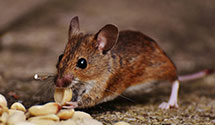 24 Hour & Emergency Exterminators in Pine Flat, MS